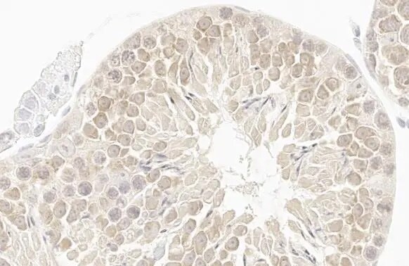 GSPT1 Antibody (HL1345) - Azide and BSA Free