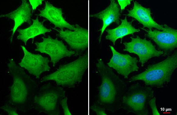 GSPT1 Antibody (HL1346) - Azide and BSA Free