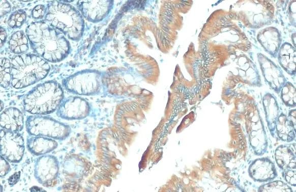 GSPT1 Antibody (HL1346) - Azide and BSA Free