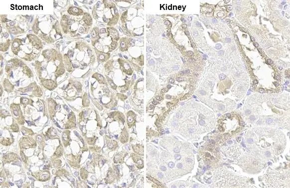 GSPT1 Antibody (HL1346) - Azide and BSA Free