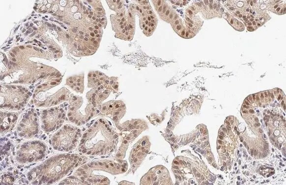 HAX-1 Antibody (HL2170) - Azide and BSA Free