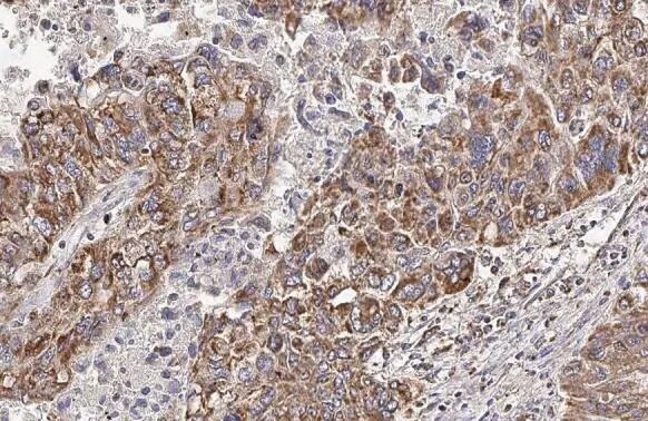Hck Antibody (HL1673) - Azide and BSA Free