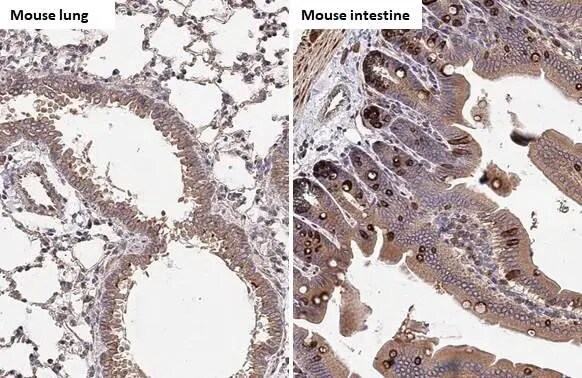 Hck Antibody (HL1673) - Azide and BSA Free