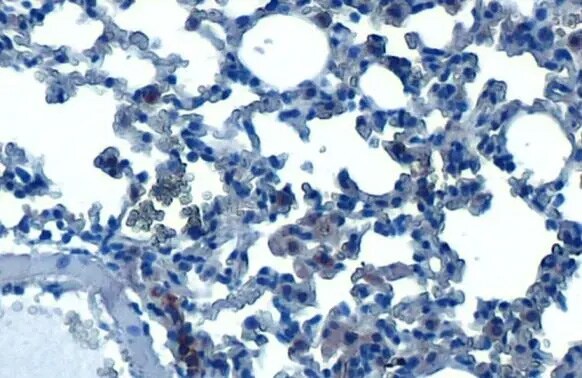 HDAC3 Antibody (HL1749) - Azide and BSA Free