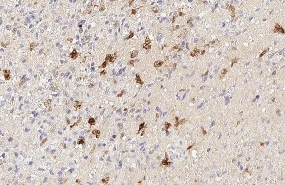 HO-1/HMOX1/HSP32 Antibody (HL1780) - Azide and BSA Free
