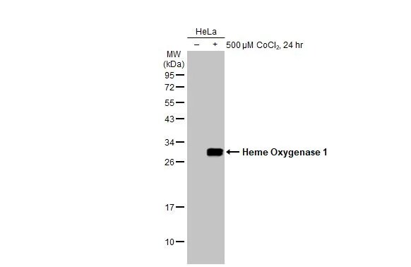 HO-1/HMOX1/HSP32 Antibody (HL1780) - Azide and BSA Free