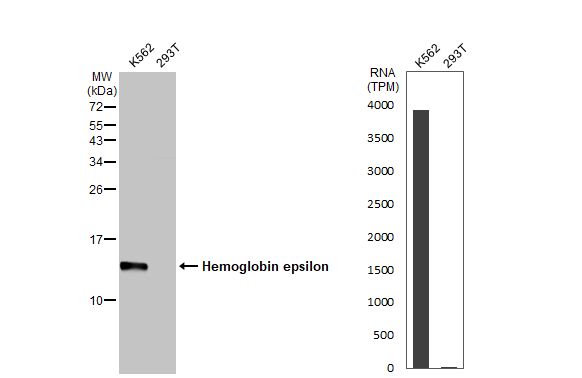 Hemoglobin epsilon Antibody (HL2457) - Azide and BSA Free
