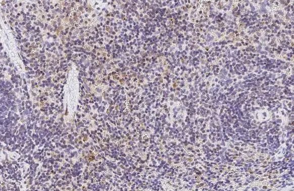 Hemoglobin epsilon Antibody (HL2457) - Azide and BSA Free