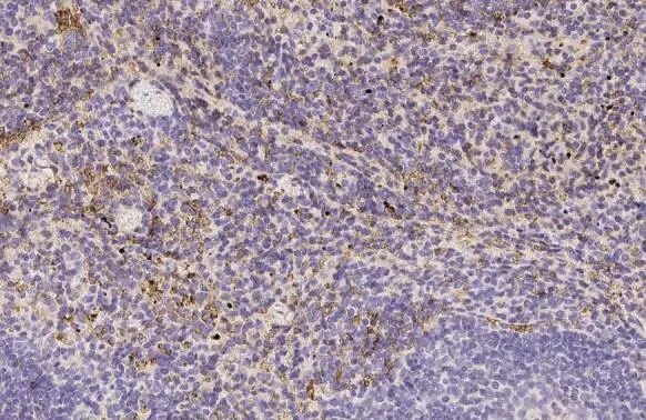 Hemoglobin epsilon Antibody (HL2458) - Azide and BSA Free