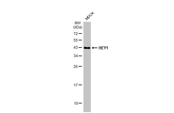 HEY1 Antibody (HL2367) - Azide and BSA Free