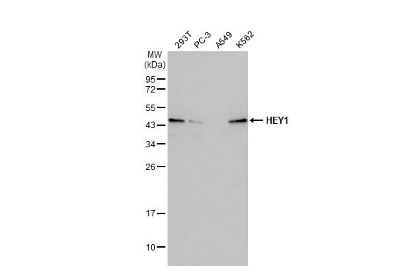 HEY1 Antibody (HL2367) - Azide and BSA Free