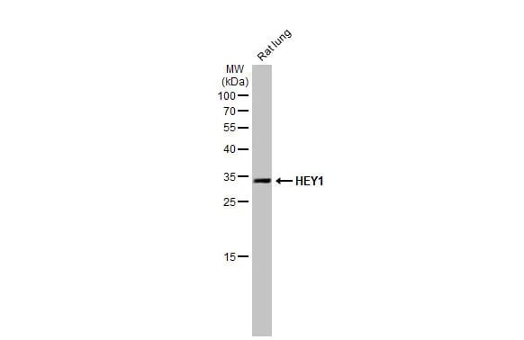 HEY1 Antibody (HL2367) - Azide and BSA Free