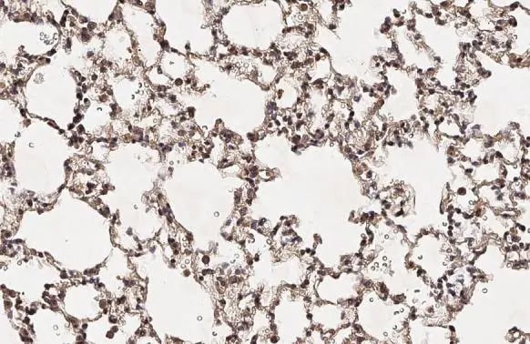 HEY1 Antibody (HL2367) - Azide and BSA Free