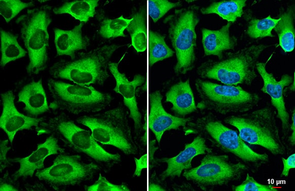 HGS Antibody (HL1730) - Azide and BSA Free