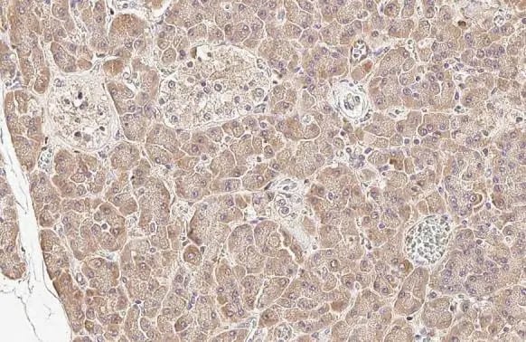 HGS Antibody (HL1730) - Azide and BSA Free