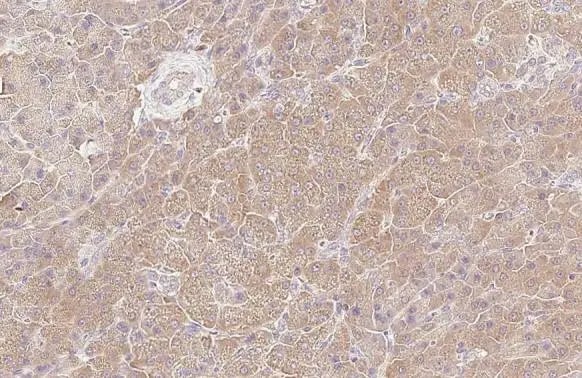 HGS Antibody (HL1730) - Azide and BSA Free