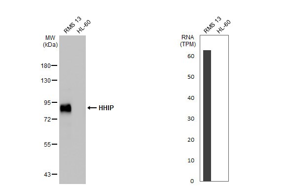 Hip Antibody (HL1737) - Azide and BSA Free