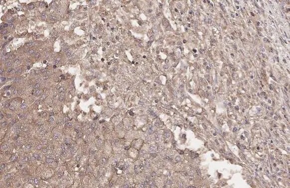 Hip Antibody (HL1969) - Azide and BSA Free