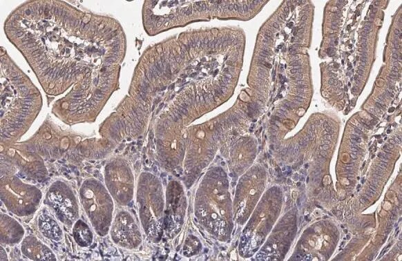 Hip Antibody (HL1969) - Azide and BSA Free