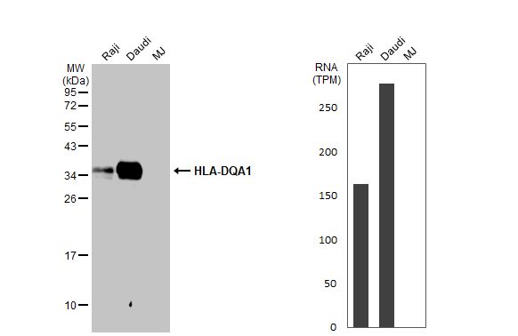 HLA DQA1 Antibody (HL2139) - Azide and BSA Free