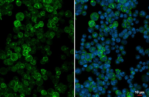 HLA DQA1 Antibody (HL2139) - Azide and BSA Free