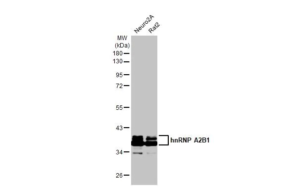 hnRNP A2B1 Antibody (HL1706) - Azide and BSA Free