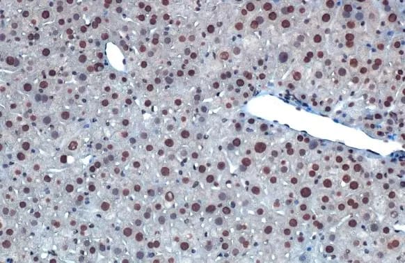 hnRNP A2B1 Antibody (HL1706) - Azide and BSA Free