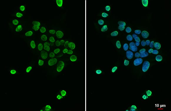 hnRNP A2B1 Antibody (HL1706) - Azide and BSA Free