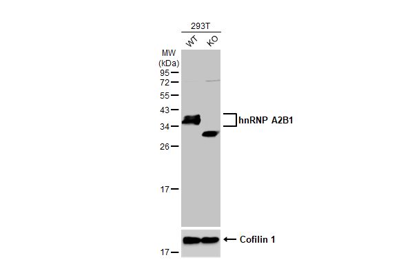hnRNP A2B1 Antibody (HL1706) - Azide and BSA Free