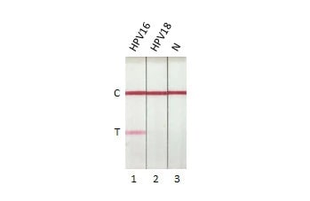 HPV16 E7 Antibody (HL1647) - Azide and BSA Free