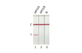 HPV16 E7 Antibody (HL1821) - Azide and BSA Free