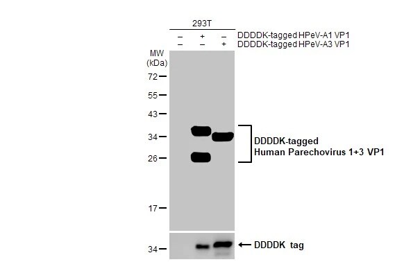 Human Parechovirus 1/3 VP1 Antibody (HL2427) - Azide and BSA Free
