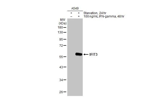 IFIT3 Antibody (HL2468) - Azide and BSA Free