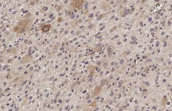 IFIT3 Antibody (HL2468) - Azide and BSA Free