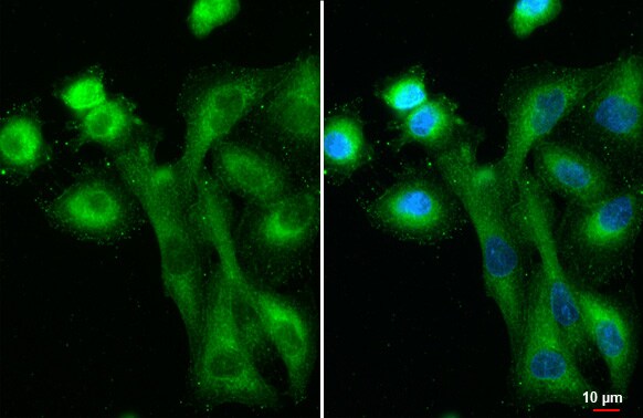 IFIT3 Antibody (HL2468) - Azide and BSA Free