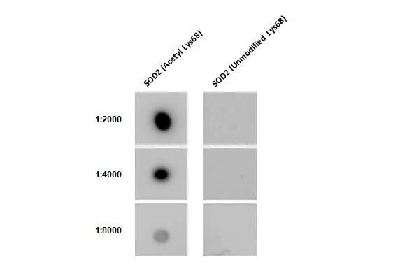 SOD2/Mn-SOD [ac Lys68] Antibody (HL1460) - Azide and BSA Free