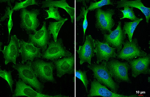 STAM-1 Antibody (HL1635) - Azide and BSA Free