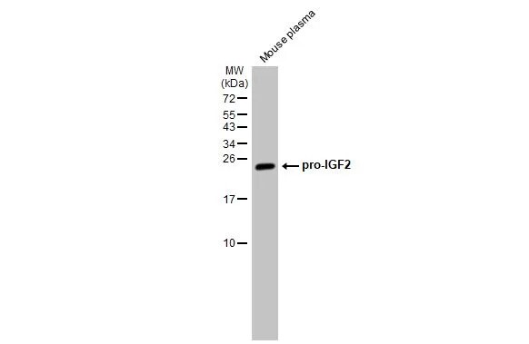 IGF-II/IGF2 Antibody (HL1982) - Azide and BSA Free