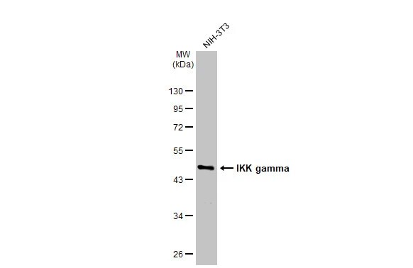 IKK gamma Antibody (HL1577) - Azide and BSA Free
