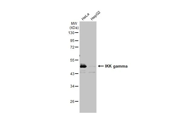 IKK gamma Antibody (HL1577) - Azide and BSA Free