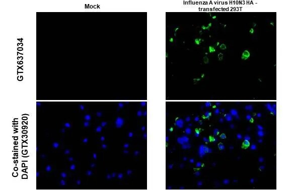 Influenza A H10N3 Hemagglutinin Antibody (HL1559) - Azide and BSA Free
