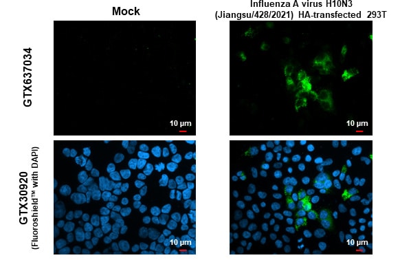 Influenza A H10N3 Hemagglutinin Antibody (HL1559) - Azide and BSA Free