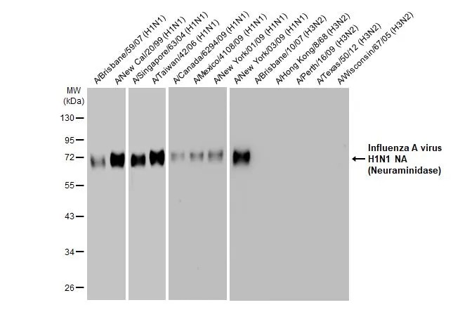 Influenza A H1N1 Neuraminidase Antibody (HL1108) - Azide and BSA Free