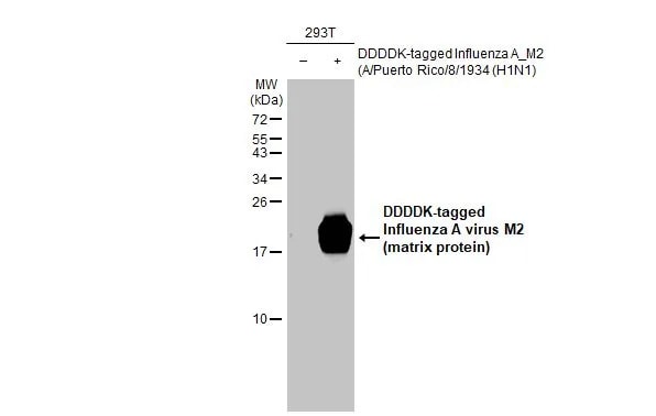 Influenza A H1N1 M2 Antibody (HL1856) - Azide and BSA Free