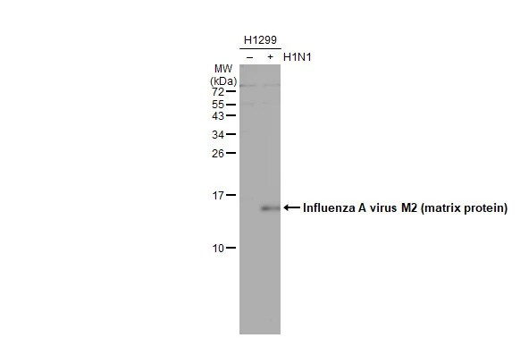 Influenza A H1N1 M2 Antibody (HL1856) - Azide and BSA Free