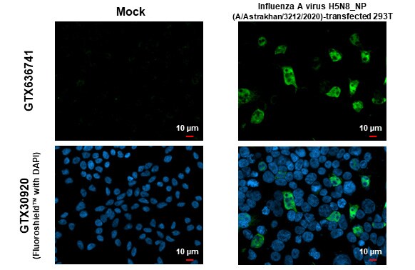 Influenza A nucleoprotein Antibody (HL1323) - Azide and BSA Free