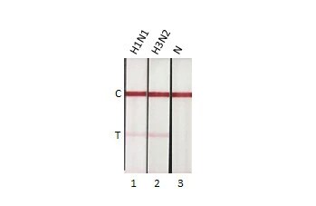 Influenza A nucleoprotein Antibody (HL1953) - Azide and BSA Free