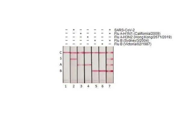 Influenza A nucleoprotein Antibody (HL1953) - Azide and BSA Free