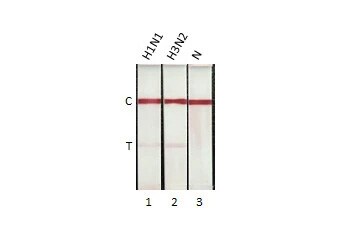 Influenza A nucleoprotein Antibody (HL1953) - Azide and BSA Free