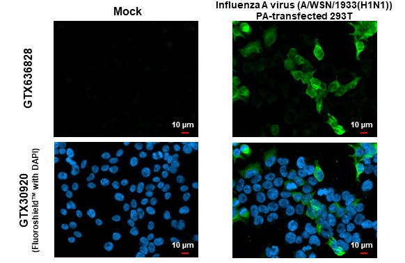 Influenza A H1N1 PA Antibody (HL1388) - Azide and BSA Free